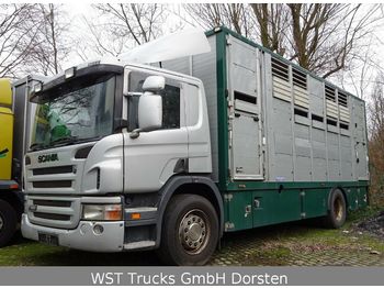 Camión transporte de ganado Scania P 380 mitt Menke Doppelstock: foto 1
