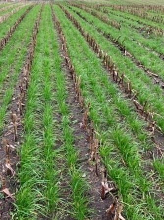 Gaspardo ***CropSeed*** Frøudstyr til radrenser  - Equipo poscosecha: foto 5 Gaspardo ***CropSeed*** Frøudstyr til radrenser  - Equipo poscosecha: foto 5