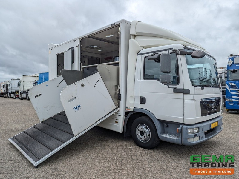 MAN TGL 12.250 4x2 Euro5 EEV RC HorseTruck - 2a3 Paards - 135.000km - MARGE (V821) - Camión para caballos: foto 3 MAN TGL 12.250 4x2 Euro5 EEV RC HorseTruck - 2a3 Paards - 135.000km - MARGE (V821) - Camión para caballos: foto 3